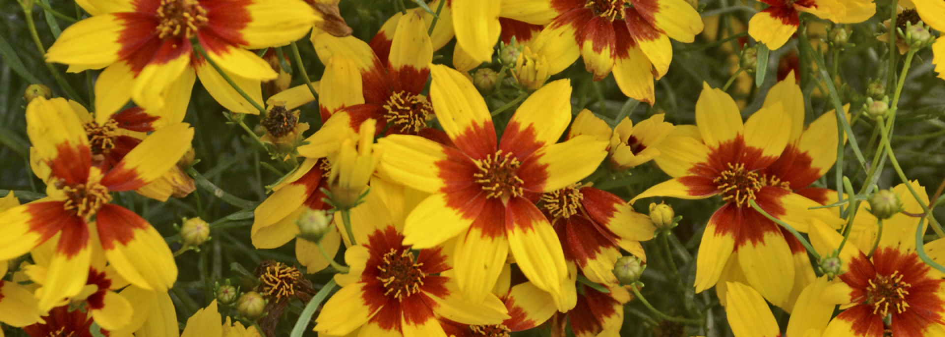 Coreopsis verticillata ‘Curry Up’ (Walter’s Gardens)