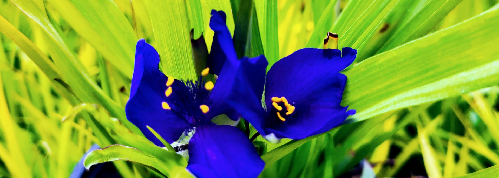 Tradescantia Blue & Gold